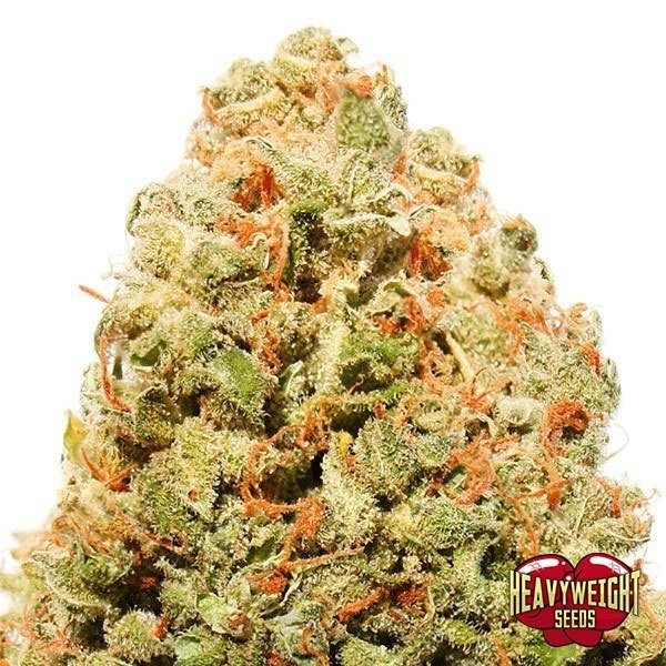 Strawberry Cake de Heavy Weight Seeds en GB Lleida