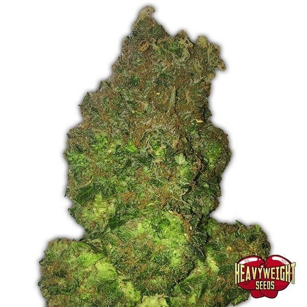 Fruit Punch Auto de Heavy Weight Seeds en GB Lleida