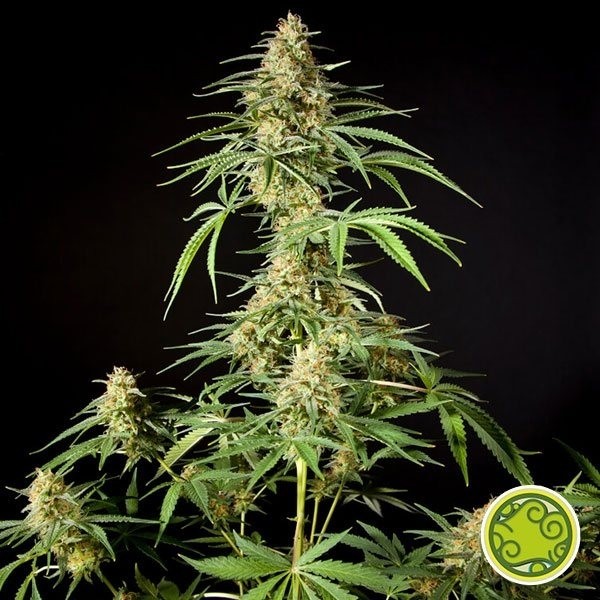 Philo Skunk/Gokunk de Philosopher Seeds en GB Lleida