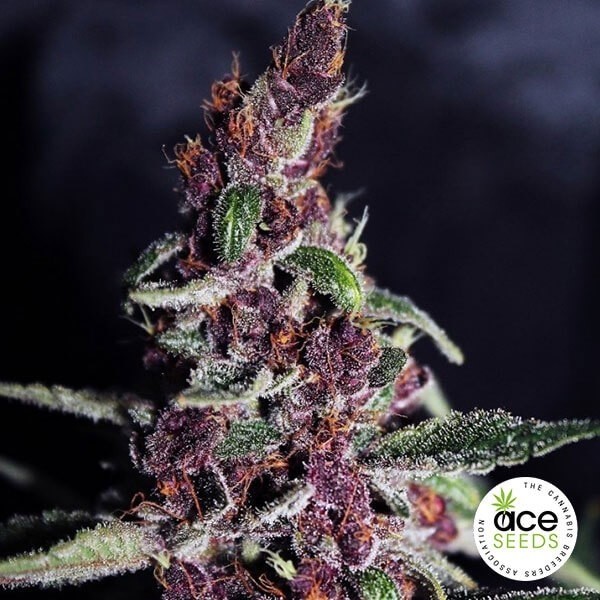 Violeta Fem de Ace Seeds en GB Lleida