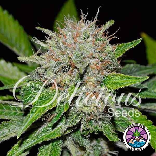 Deep Mandarine CBD de Delicious Seeds en GB Lleida