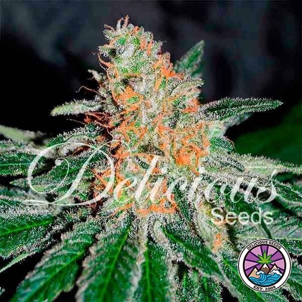 CBD Jam de Delicious Seeds en GB Lleida
