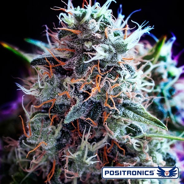 Black Widow CBD de Positronics en GB Lleida