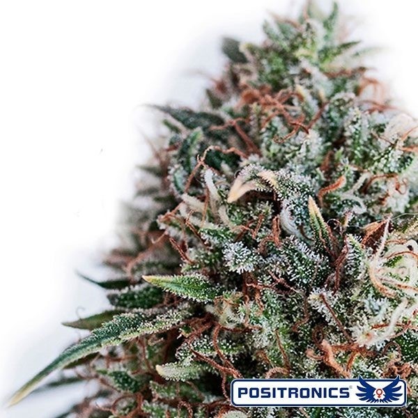 CBD+ Critical 47 de Positronics en GB Lleida