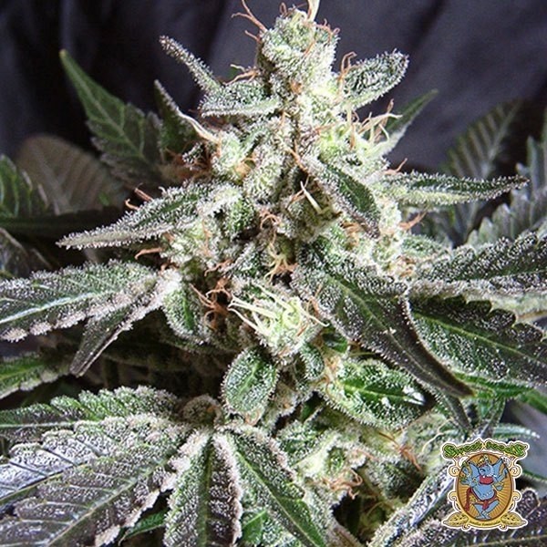 Black Jack de Sweet Seeds en GB Lleida