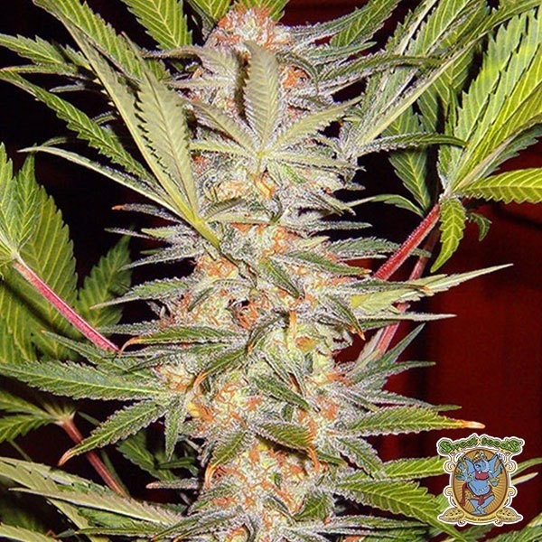 SAD Sweet Afgani Delicious S1 de Sweet Seeds en GB Lleida