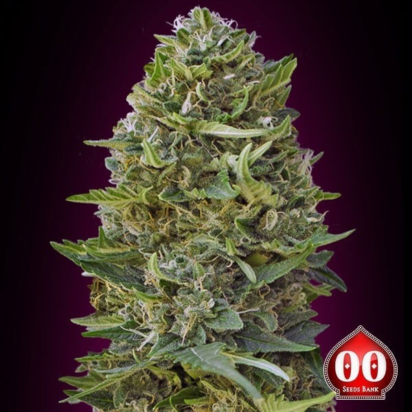 Caramel Kush de 00 Seeds en GB Lleida