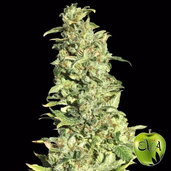 High Level Eva Seeds de Eva Seeds en GB Lleida