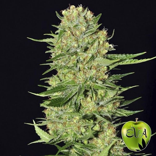 Veneno Eva Seeds de Eva Seeds en GB Lleida