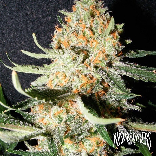 Exotic Kush en GB Lleida