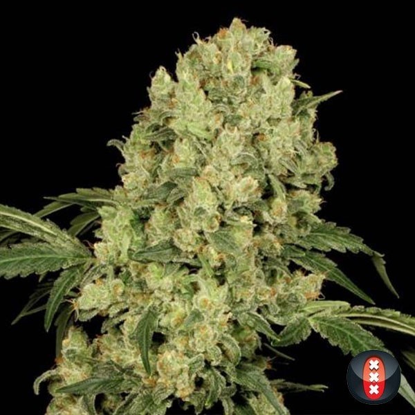 AK 47 - Serious Seeds de Serious Seeds en GB Lleida