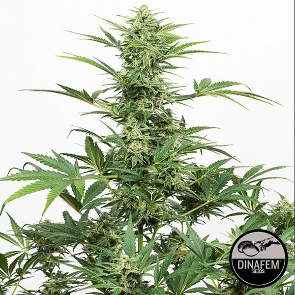 Industrial Plant Autoflowering CBD de Dinafem en GB Lleida