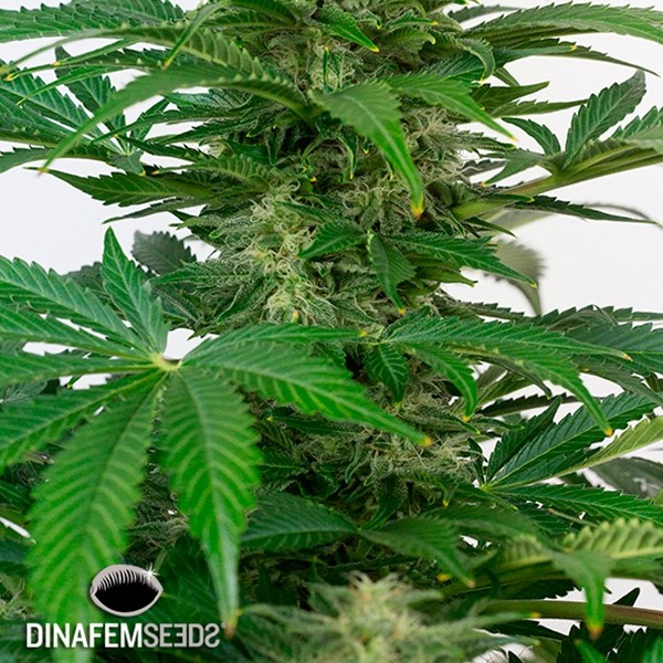 Haze Autoflowering CBD de Dinafem en GB Lleida