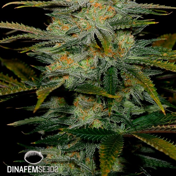 Amnesia CBD Silent Seeds de Silent Seeds en GB Lleida