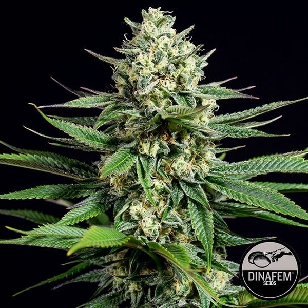 OG Kush CBD Silent Seeds de Silent Seeds en GB Lleida