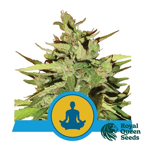 Stress Killer Auto CBD de Royal Queen Seeds en GB Lleida