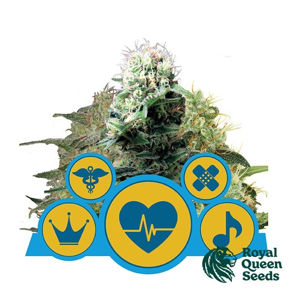 CBD Mix de Royal Queen en GB Lleida