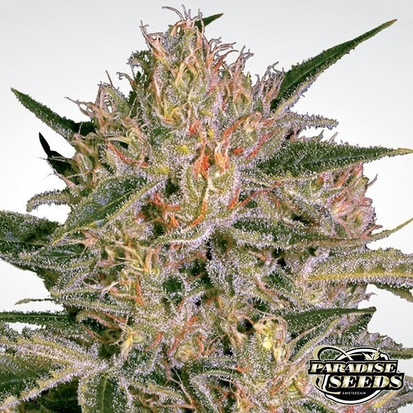 Nebula II CBD de Paradise Seeds en GB Lleida