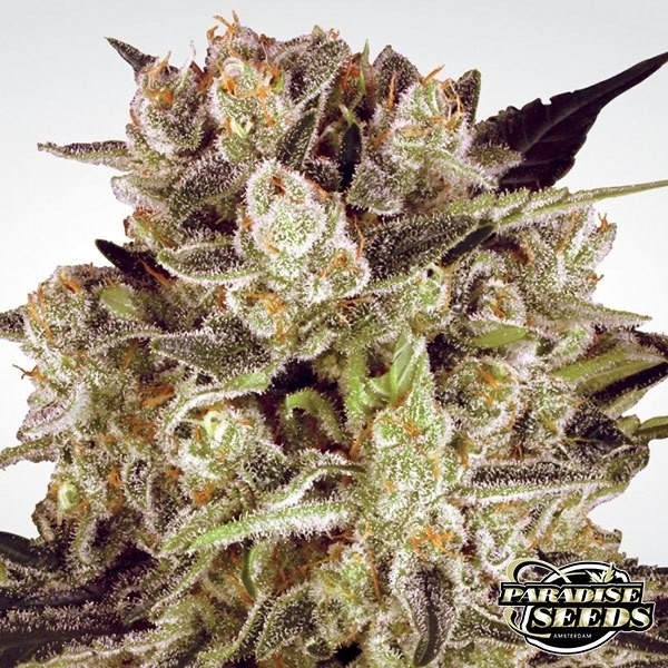 Durga Mata II CBD de Paradise Seeds en GB Lleida