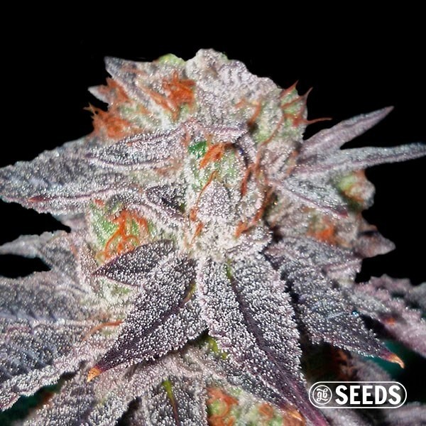 Auto OG Kush de GB Seeds en GB Lleida