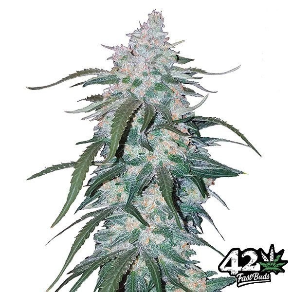 Pineapple Express Auto Fast Buds de Fast Buds en GB Lleida