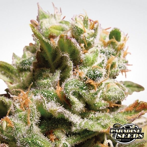 Dutch Dragon de Paradise Seeds en GB Lleida