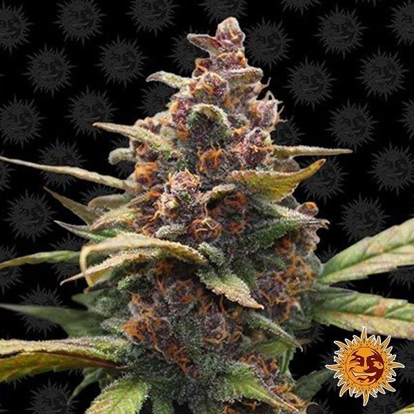 Ayahuasca Purple de Barney's Farm en GB Lleida