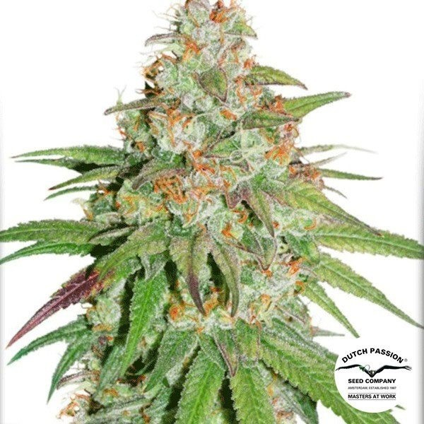 Glueberry OG de Dutch Passion en GB Lleida