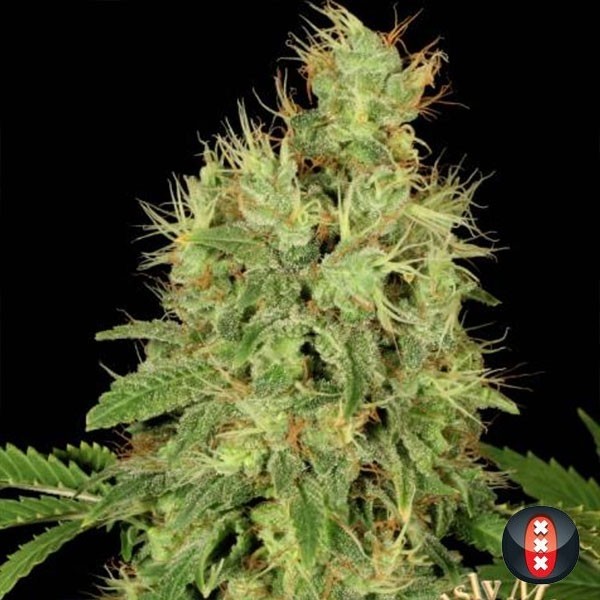 CBD Warlock de Serious Seeds en GB Lleida