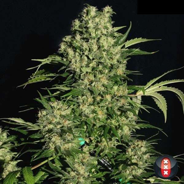 CBD Chronic de Serious Seeds en GB Lleida