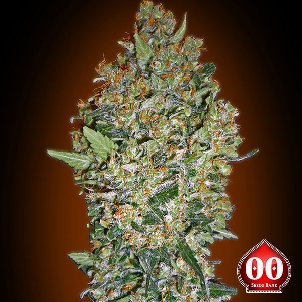 Cheese Berry de 00 Seeds en GB Lleida