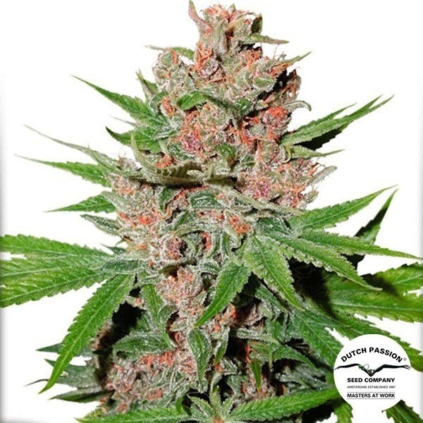 Passion Fruit de Dutch Passion en GB Lleida