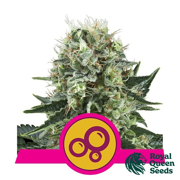 Bubble Kush de Royal Queen en GB Lleida