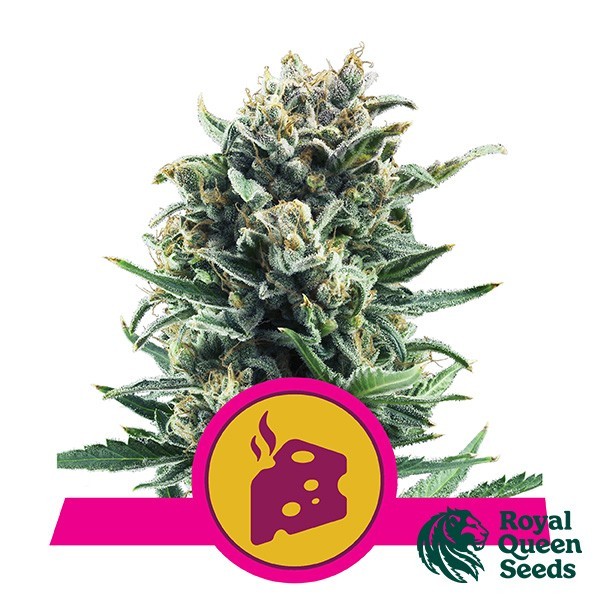 Blue Cheese Royal Queen Seeds de Royal Queen en GB Lleida