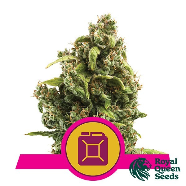 Sour Diesel Royal Queen Seeds de Royal Queen en GB Lleida