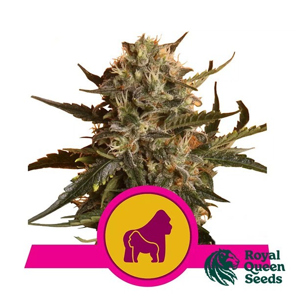 Mother Gorilla de Royal Queen en GB Lleida
