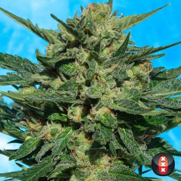 White Russian Autofloreciente de Serious Seeds en GB Lleida