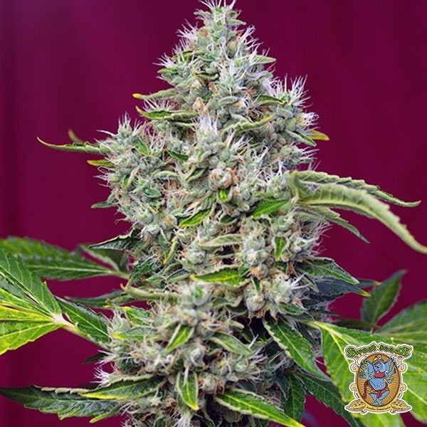 San Fernando Lemon Kush de Sweet Seeds en GB Lleida