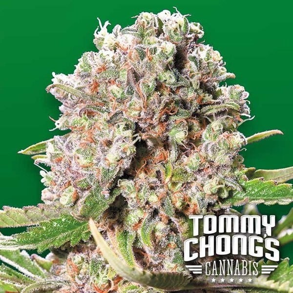 Mendocino Skunk de Paradise Seeds en GB Lleida