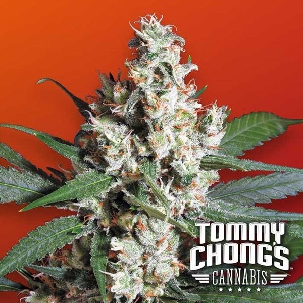 L.A. Amnesia de Paradise Seeds en GB Lleida
