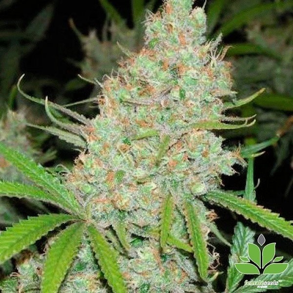 C99 de Female Seeds en GB Lleida