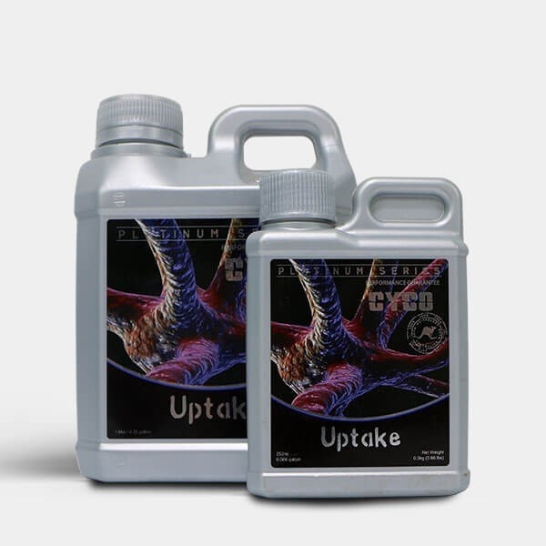 Uptake de Cyco en GB Lleida