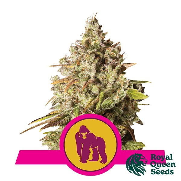 Royal Gorilla de Royal Queen en GB Lleida