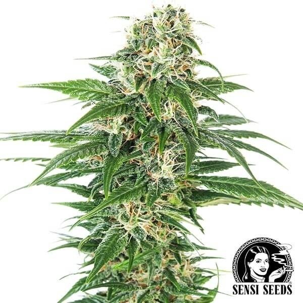 Early Skunk Automatic de Sensi Seeds en GB Lleida