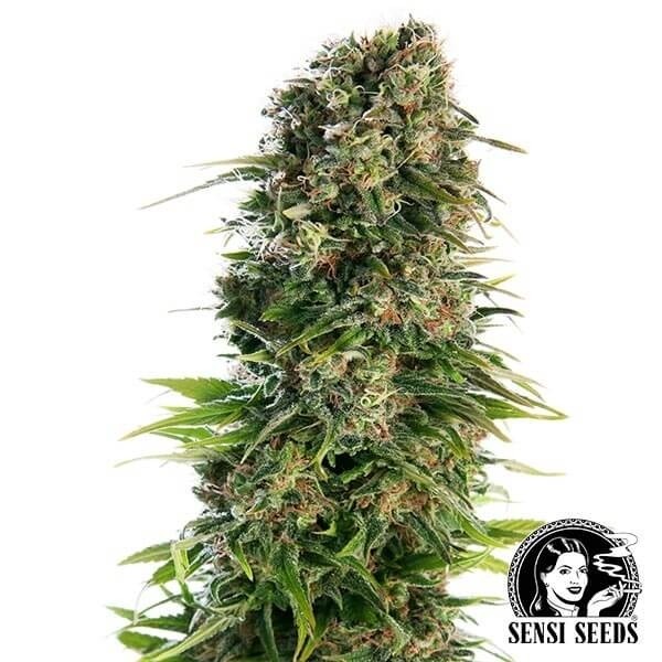 Hindu Kush Automatic de Sensi Seeds · Autoflorecientes para comparar en GB Lleida (Lleida)