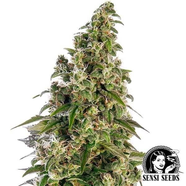 Afghani1 Automatic - Sensi Seeds de Sensi Seeds en GB Lleida