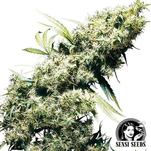 Jamaican Pearl de Sensi Seeds en GB Lleida