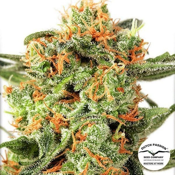 Orange Hill Special de Dutch Passion en GB Lleida