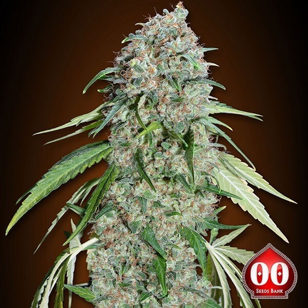 Chocolate Skunk CBD de 00 Seeds en GB Lleida