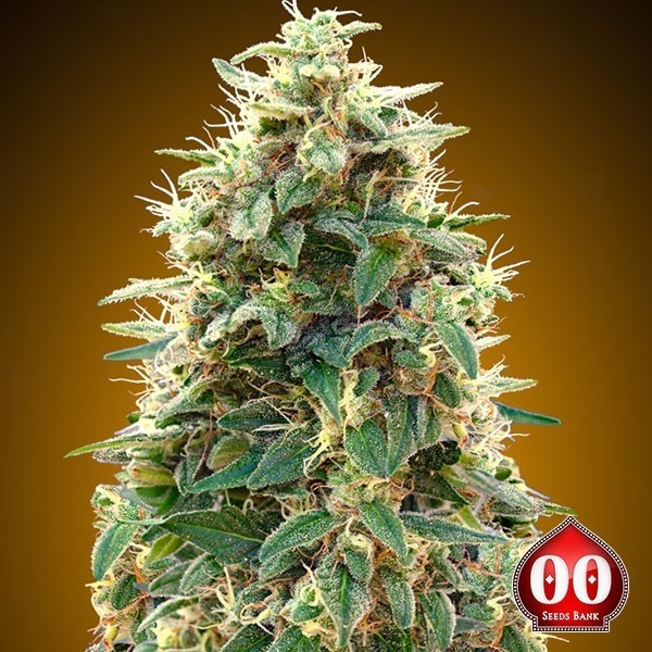 Auto 00 Cheese de 00 Seeds en GB Lleida